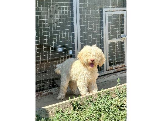 Lagotto Romagnolo, διαθέσιμα κουτάβια